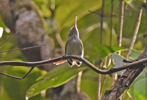 Long-billed Gnatwren