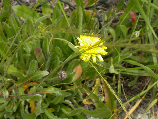 Leontodon saxatilis - Kleine leeuwetand