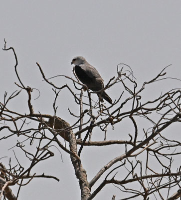 Elanus caeruleus - Black-winged Kite (Black-shouldered Kite)