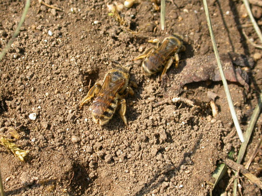 Halictus scabiosae - Breedbandgroefbij