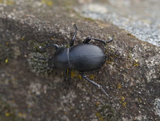 zwartlijf