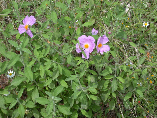 Cistus creticus