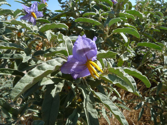 Solanum sodomaeum