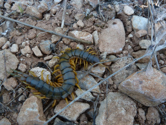 Scolopendra cingulata