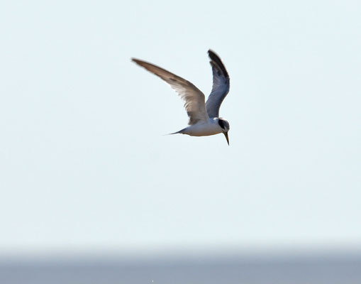 Yellow-billed Tern