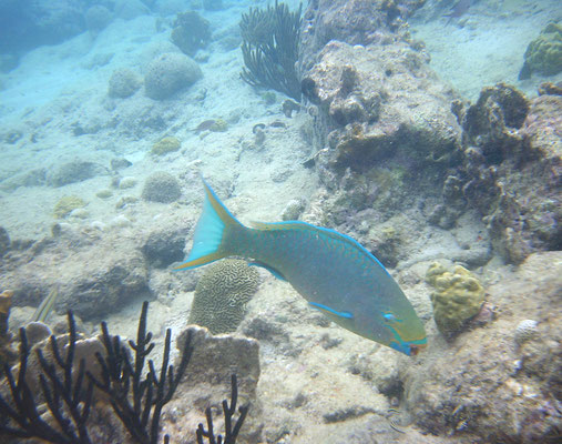 Scarus vetula