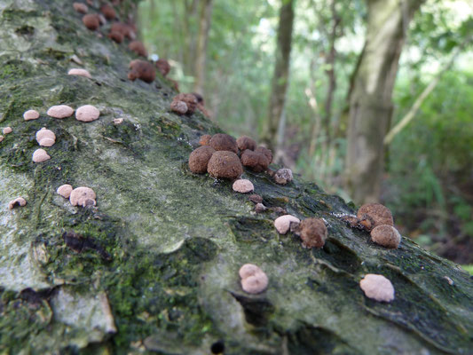 Hypoxylon fragiforme - Roestbruine kogelzwam
