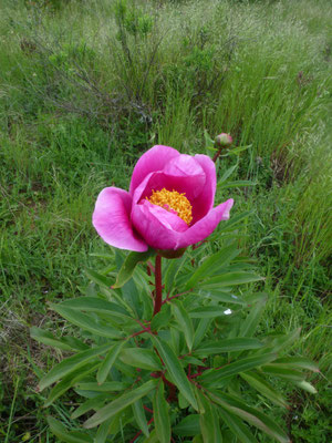 Paeonia mascula - Pioenroos