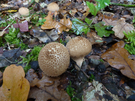Lycoperdon foetidum - Zwartwordende stuifzwam