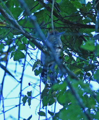 Black-crested Antshrike, female