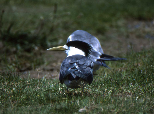 Crested Tern