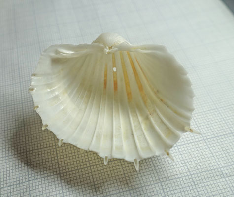 Senilia senilis