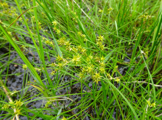 Carex echinata - Sterzegge