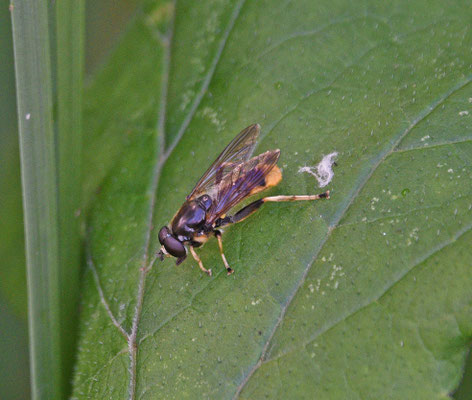 Grote gouden bladloper