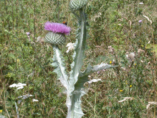Onopordum acanthium - Wegdistel