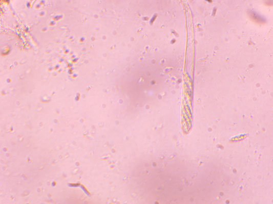 Microglossum rufescens - Bruine aardtong