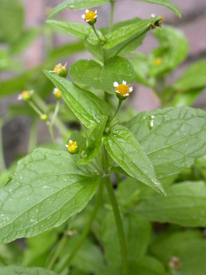 Galinsoga parviflora - Kaal knopkruid