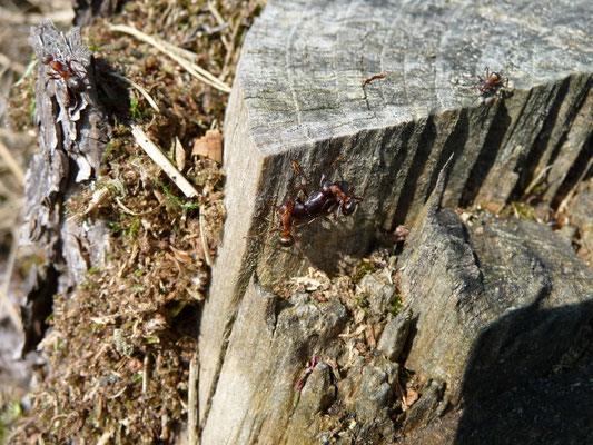 Formica rufa - Behaarde rode bosmier
