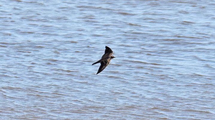 Brown-chested Martin