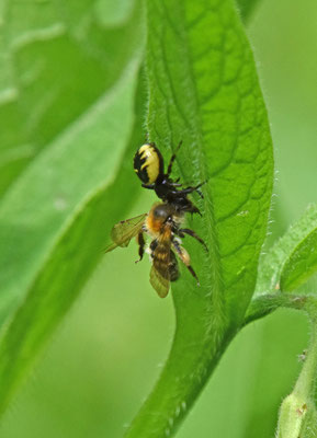 Blinkende krabspin (Synaema globosum)