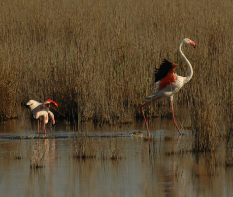 Europese flamingo
