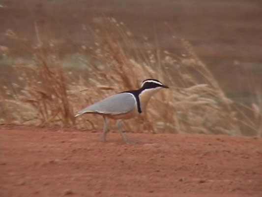Pluvianus aegyptius - Egyptian Plover