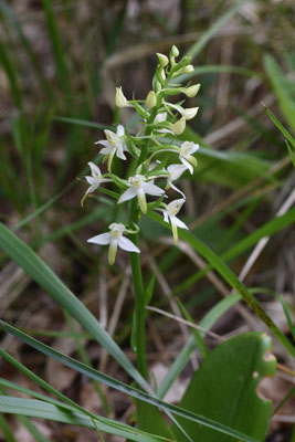 Welriekende Nachtorchis