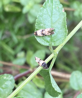 Cochylis atricapitana - Jakobsbladroller