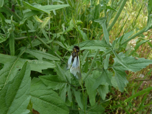 Libelloides ottomanus