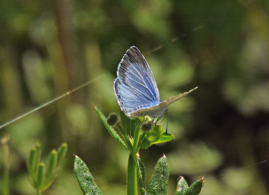 Boomblauwtje