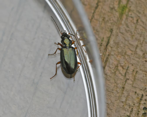 Bembidion latinum - Zuidelijke priemkever