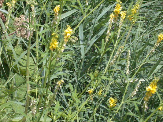 Melilotus altissima - Gele honingklaver