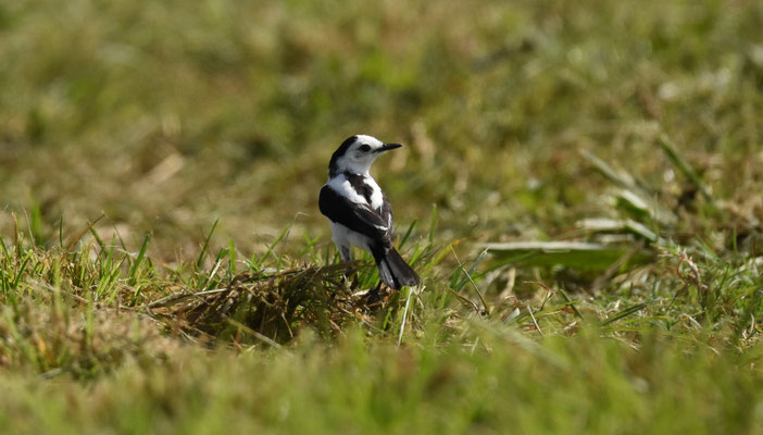 Pied Water-Tyrant