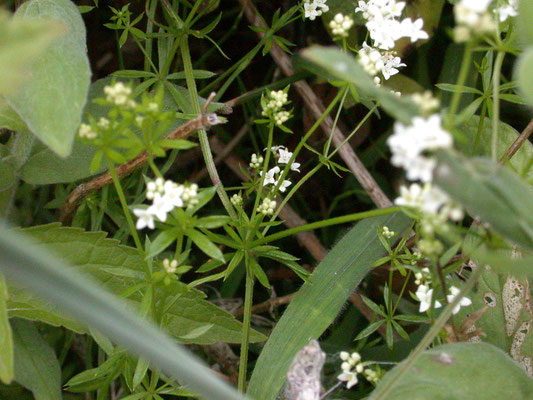 Galium uliginosum - Ruw walstro