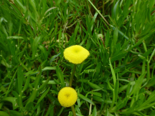 Cotula coronopifolia