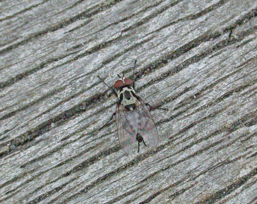 Anthomyia procellaris