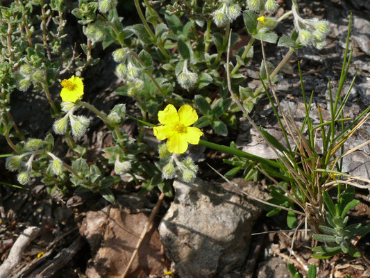 Helianthemum canum