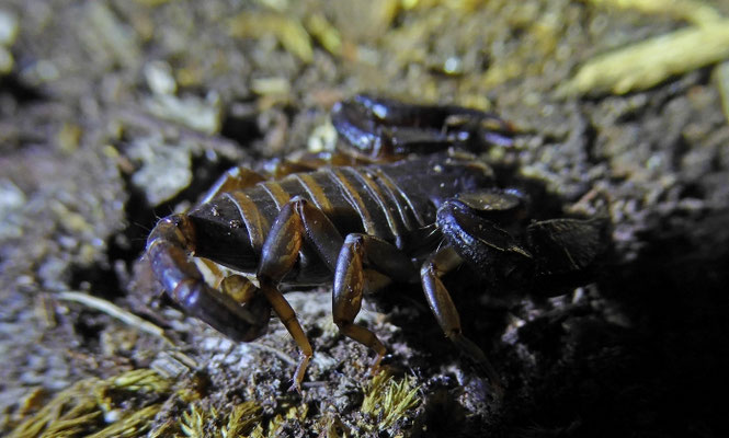 Euscorpius italicus/hadzii