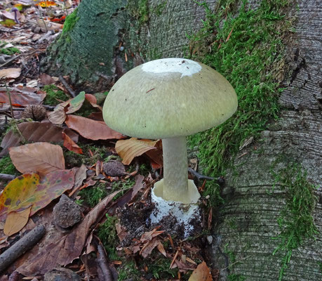 Amanita phalloides - Groene knolamaniet