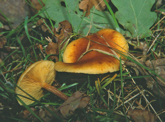 Gymnopilus penetrans - Dennenvlamhoed