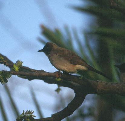 Pycnonotus barbatus - Common Bulbul