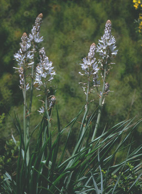 Asphodelus albus - Witte Affodil