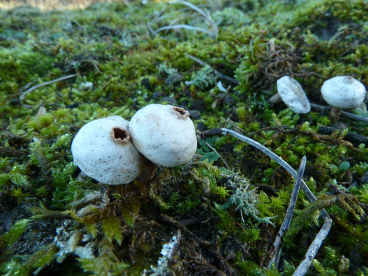 Tulostoma fimbriatum - Ruwstelige stuifbal