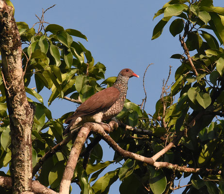 Scaled Pigeon