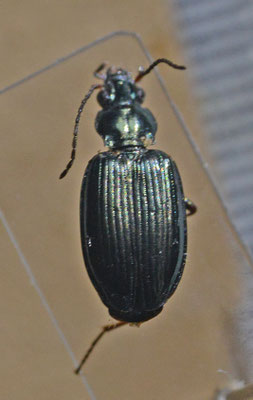 Bembidion tibiale - Beekpriemkever
