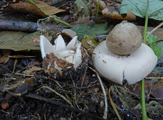 Geastrum fimbriatum-Gewimperde aardster
