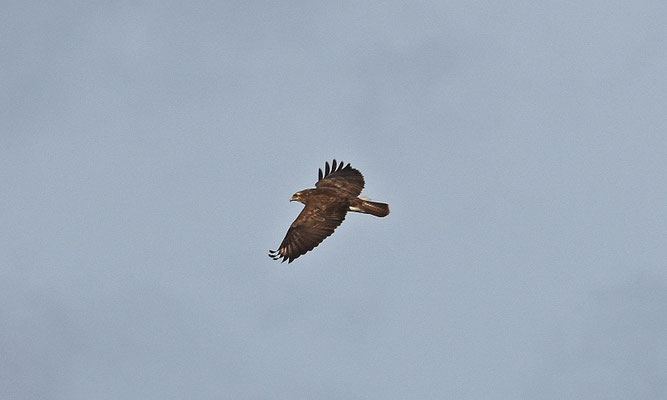 Buizerd, Rhoon
