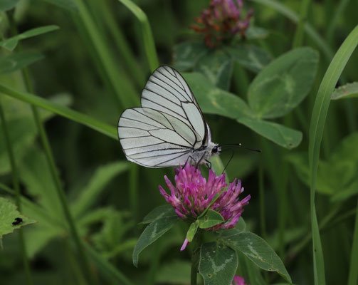 Aporia crataegi - Groot geaderd witje