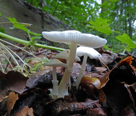 Leucoagaricus serenus - Witte champignonparasol