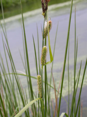 Carex riparia - Oeverzegge